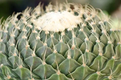 Close up of cactus texture background Stock Photos