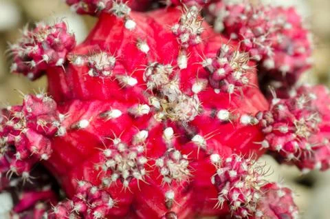 Close up of cactus texture Stock Photos