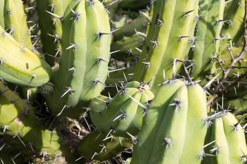 Close up cactus texture Foto stock