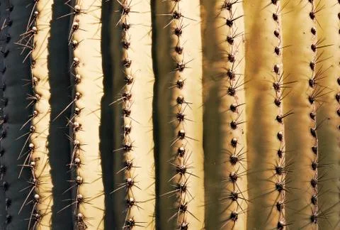 Close-up cactus. Textures style Stock Photos