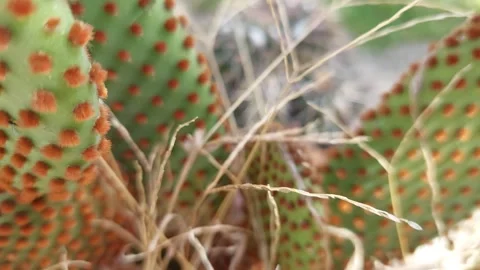 Close up of cactus thorns and texture of opuntia plant Stock Footage 333641691