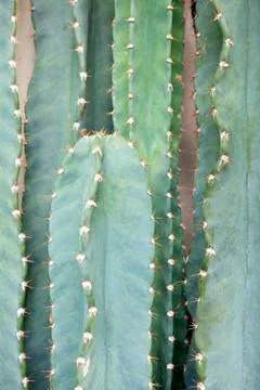 Close up Cactus Tree. Stock Photos