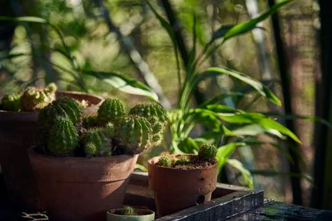 Close Up Of Cactus In Tree Pot. Stock-Fotos