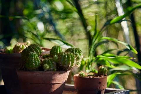 Close Up Of Cactus In Tree Pot. Stock-Fotos