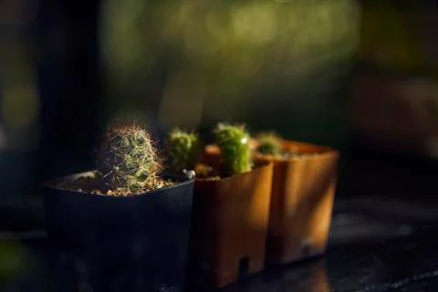 Close Up Of Cactus In Tree Pot. Stock Photos