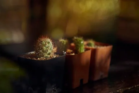 Close Up Of Cactus In Tree Pot. Stock Photos