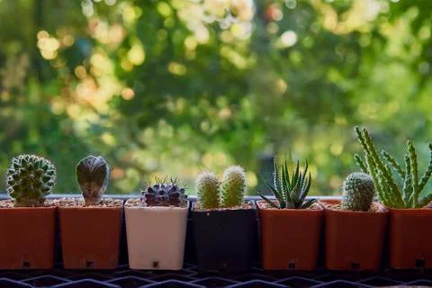 Close Up Of Cactus In Tree Pot. Stock Photos