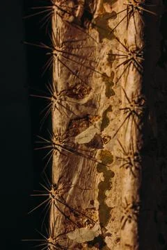 Close-up of a cactus trunk showcasing textured bark, spines, and natural beauty Stock Photos