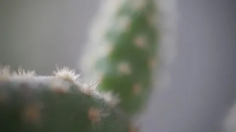 Close-up cactuses, cactus spines. Stock Footage 170488374