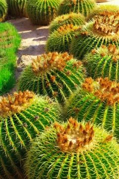 Close-up cactuses Stock Photos