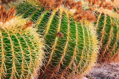 Close-up cactuses Stock Photos