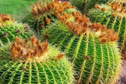 Close-up cactuses Stock Photos