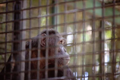 Close Up Of Caged Chimpanzee Monkey Stock Photos
