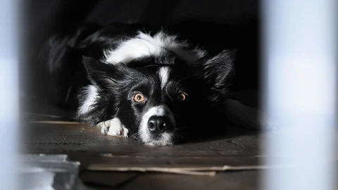 Close up caged dog Stock Footage 117588320
