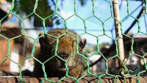 Close up of caged Laotian flying squirrel, face, furry tail, bars, movement 스톡 동영상 80921390