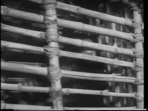 Close-up caged monkey clapping his hands 動画素材 260248962