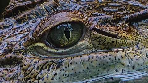 A Close up of a Caiman Crocodile eye Stock Footage 263678574