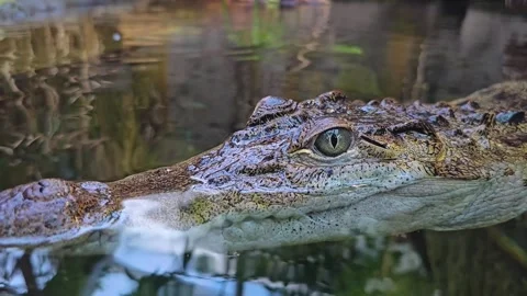 Close up of Caiman Crocodile floating Stock Footage 263678148