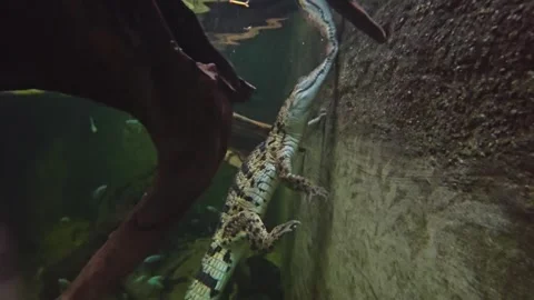 Close up of Caiman Crocodile floating Stock Footage 263679041