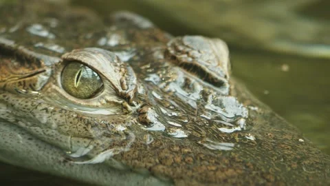 Close up of Caiman Crocodile Stock Footage 238936474