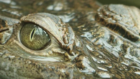 Close up of Caiman Crocodile Stock Footage 238950889