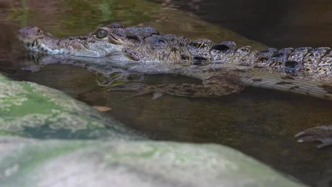 Close up of Caiman Crocodile Stock Footage 263570951