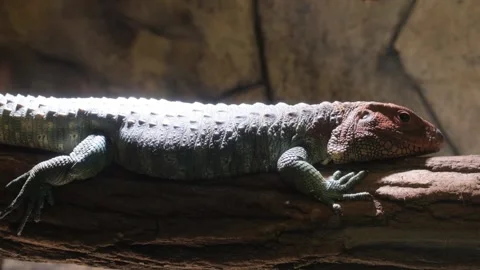 Close-up of a caiman lizard on a tree branch, a reptile in a dark terrarium Stock-Footage 252748531