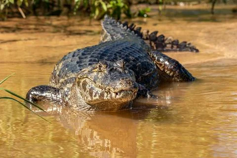 Close up of a Caiman in the Shallows of Cuiaba River in The Pantanal, Brazil Stock Photos