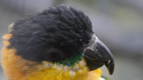 Close up of caique parakeet 스톡 동영상 124025592