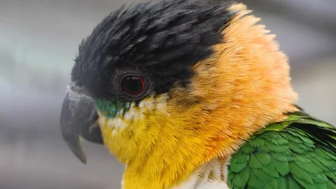 Close up of caique parakeet Video stock 124025639