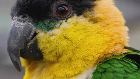 Close up of caique parakeet 库存影片 144062046