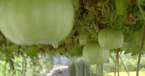 Close-up of a calabash fruit showcasing its unique shape and vibrant green color Stock Footage 295267352