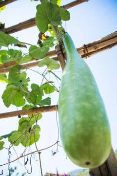 Close up of the calabash vegetable Stock Photos