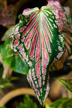 Close up caladium thai Stock Photos