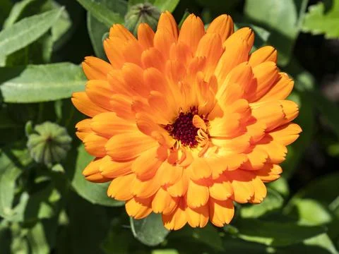 Close up from a calendula bloom Stock Photos