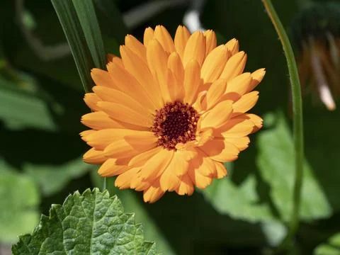 Close up from a calendula bloom Stock Photos