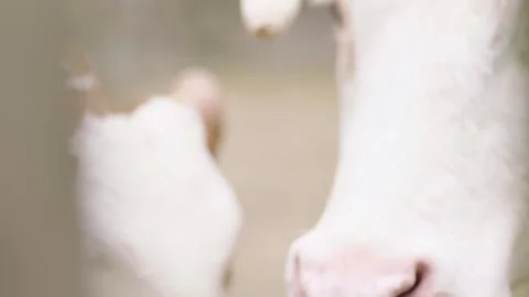 Close Up of Calf and Cow Nuzzling in Barn Interior on Farm Stock Footage 334054772