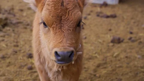 Close-up of a calf in the barn Stock Footage 166823421