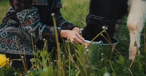 Close-up of a calf drinking milk from a bucket. Feeding young animals on the far Stock Footage 278024831