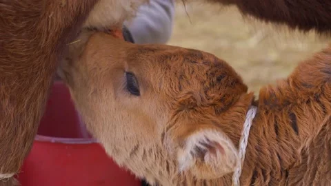 Close-up of calf drinking milk from udder, milkmaid milks the milk into a bucket Stock Footage 166823559