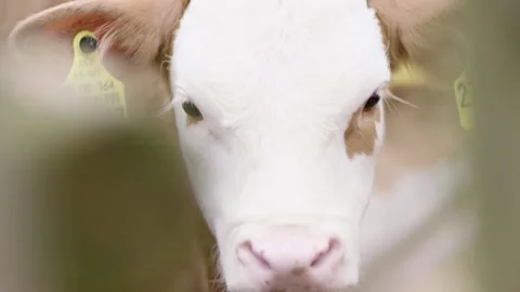 Close-Up of Calf With Ear Tag Outdoors on Farm, Focusing on Face and Details Stock Footage 334054780