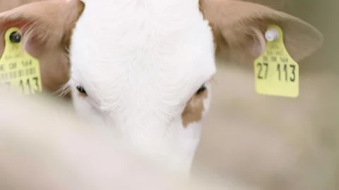 Close Up of Calf With Ear Tags Looking Through Soft Foreground on Farm Stock Footage 334054679