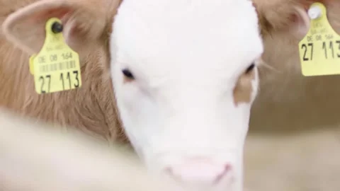 Close-Up of Calf With Ear Tags Looking at Camera on Farm Stock Footage 334054739