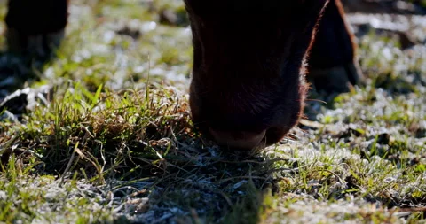 Close up of a calf eating grass on a cold freezing morning Video stock 149490848