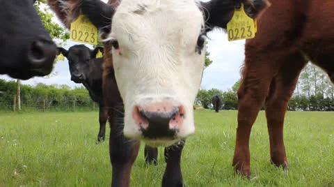 Close up of calf Stock Footage 24469517