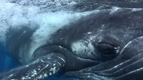 Close-up Calf Humpback Whale With Diver ... | Stock Video | Pond5