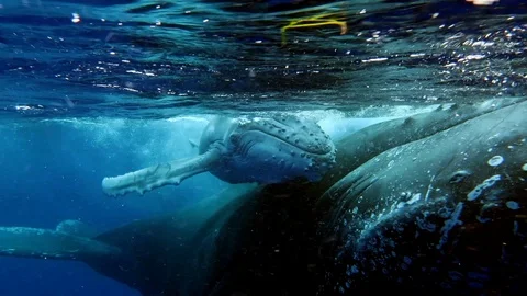 Close-up of calf humpback whale with mother underwater in Indian Ocean. Stock Footage