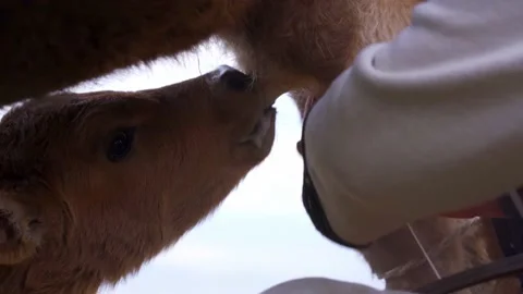 Close-up of a calf which drinks milk from the udder, milkmaid milks the milk Stock Footage 166823546