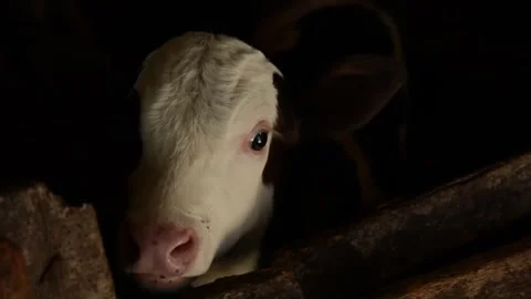 A close-up of a calf's head in a dimly lit barn 库存影片 278668193