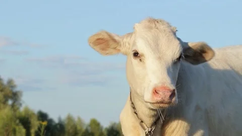 Close-up of the calf's muzzle, around which flies are flying.The white calf shak Stock-Footage 330974716
